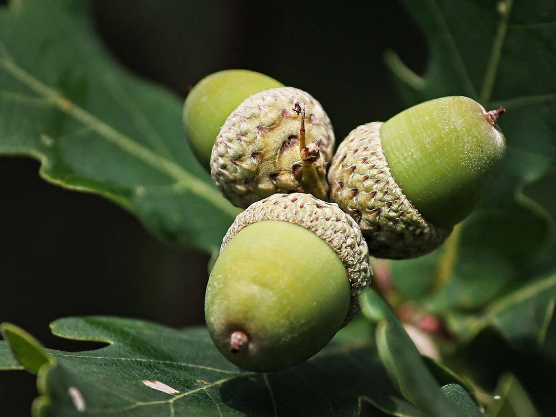 Bois de chêne pour fumage au kamado, idéal pour des saveurs puissantes.